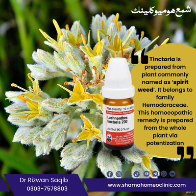 Lachnanthes Tinctoria:
