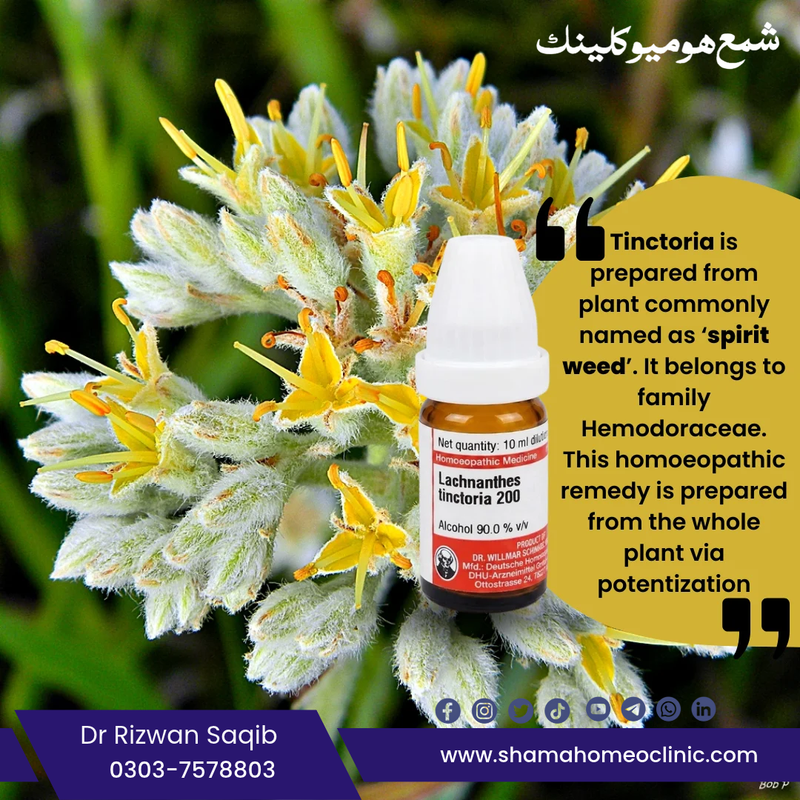 Lachnanthes Tinctoria: